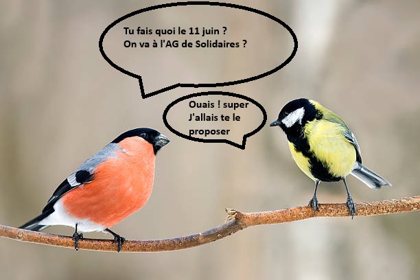 yellow and red bird bullfinch look at each other sitting on a branch